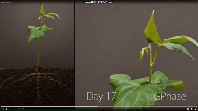 прорастание фасоли по дням смотреть онлайн