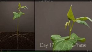 прорастание фасоли по дням