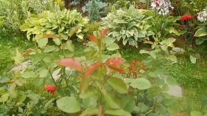 О питомниках роз. Отзыв розовода о розах оригинальных и российских.