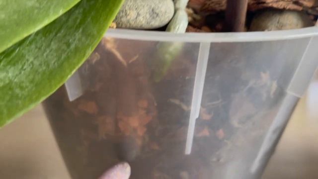 # 42 Почему я замочила орхидеи в воде. Когда это делать показано #ПоливОрхидей смотреть онлайн