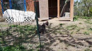 О курочках для детей или курицы в деревне