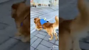 Как сабаки помогают людям ?