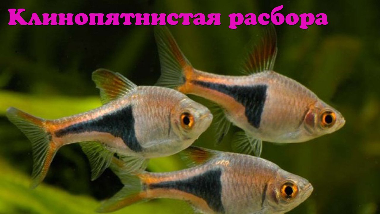Клинопятнистая расбора - Trigonostigma heteromorpha