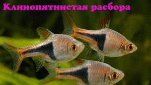 Клинопятнистая расбора - Trigonostigma heteromorpha