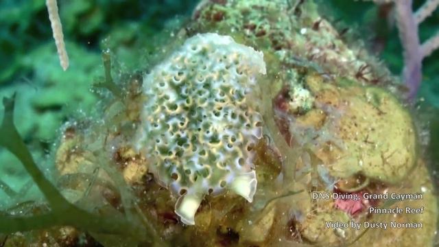 DNS Diving, Grand Cayman, Pinnacle Reef смотреть онлайн