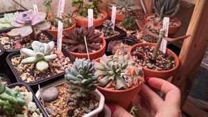Цветение эхеверии топси-турви (echeveria topsy-turvy). Зачем я обрезала цветонос?