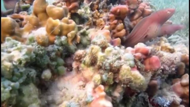 Подводные жители Сома Бей смотреть онлайн