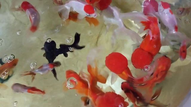 Какие крупы я использую для кормления золотых рыбок.Основные и дополнительные корма.#золотыерыбки смотреть онлайн