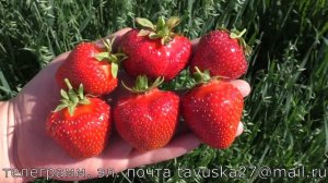 ДЖОЛИ ранний сорт клубники