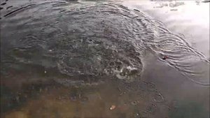 С утра большинство поимок форели в верхнем горизонте. Клёвое место, Лосиный остров.