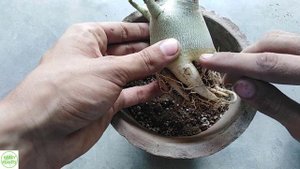 How to Plant an Adenium || Adenium Socotranum || Adenium Arabicum