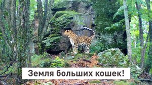 Земля больших кошек!