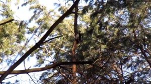 Дятел громко стучит в лесу