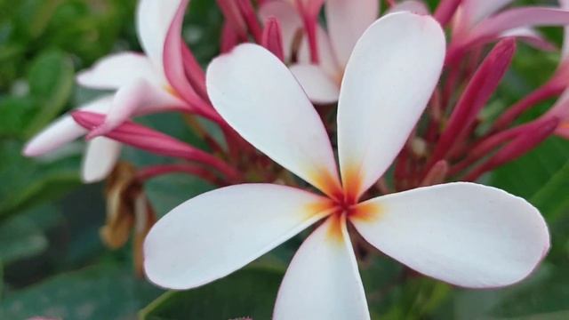 PLUMERIA ALBA FLOWER PLANT | WHITE FRANGIPANI | CHAMPA FLOWER | SONCHAMPA FLOWER #plumeria смотреть онлайн