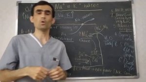 Физиология человека. Тема 6. Na и К- насос. Его роль в организме человека.