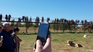 ЛЬВИЦА СТЕРВА и ОЛЕГ АЛЕКСЕЕВИЧ , А ТАК ЖЕ ВОЛШЕБНЫЙ ТАПОК