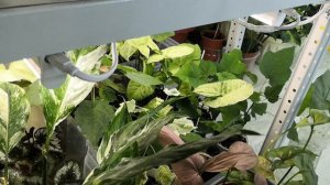 Сингониумы. Поливаем вместе. #комнатныерастения  #сингониум #домашниецветы