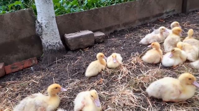 Мускусная белая утка тяжёлых Французской линии и немецкой 2 недели смотреть онлайн