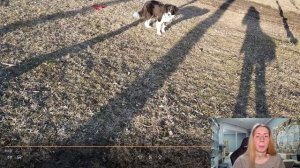 Команда "Место" || Разбор ошибок в дрессировке с бордер-колли Шанти