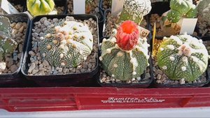 Пересадка новых кактусов.Астрофитумы цветут,гимнокалициумы.Матукана.