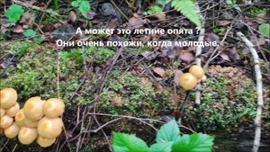 Ищем грибы в начале июня 1