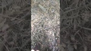 замульчировал виноград еловым опадом часть2
