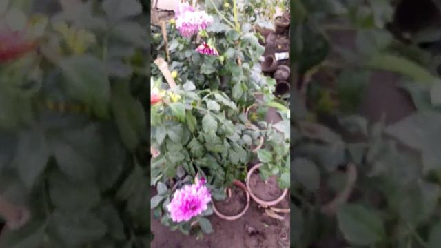 Dahlia flowers#short