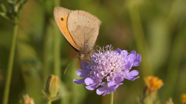 ТОЛЬКО 17 ДЕКАБРЯ СДЕЛАЙ ОБЕРЕГ ДЛЯ РЕБЕНКА смотреть онлайн