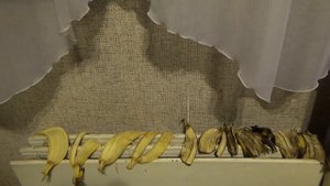 Банановые шкурки как удобрение и средство от вредителей