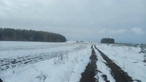 Стоит ли садить суданку на Урале?Как правельно сушить.Как растёт суданская трава, однолетка.