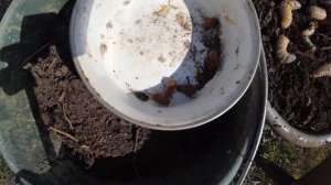 Полезные личинки в компостнике