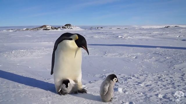 Птицы и звери в районе станции Мирный, Антарктида смотреть онлайн