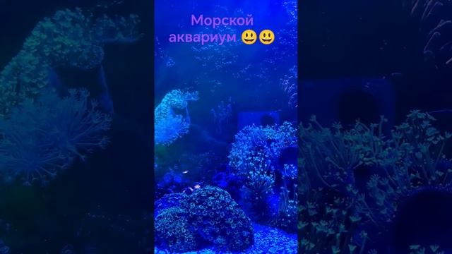 Морской аквариум. Кормление коралл.