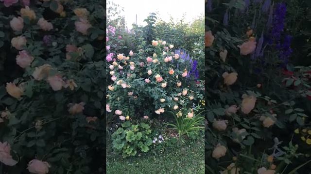 Розы на даче / Дача / Мамины розы/ красивые Розы смотреть онлайн