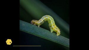 ТОП 5 ИНТЕРЕСНЫХ ФАКТОВ О ГУСЕНИЦАХ.