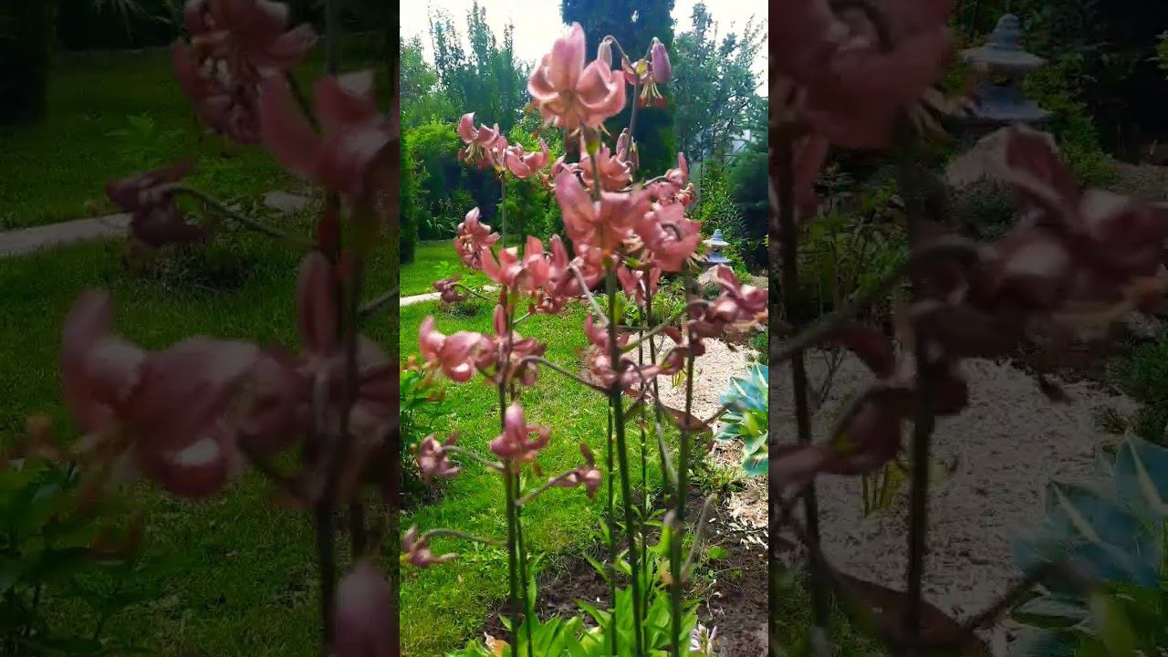 Лилия Мартагон Монитоба Морнинг. #дача смотреть онлайн