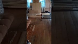 Огромный неподъемный фикус в старом доме вырос до потолка.