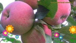Яблоня домашняя Мантет. Краткий обзор, описание характеристик malus domestica Mantet