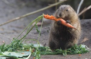 Не злостный вредитель, а преданный друг! Какие бывают грызуны?