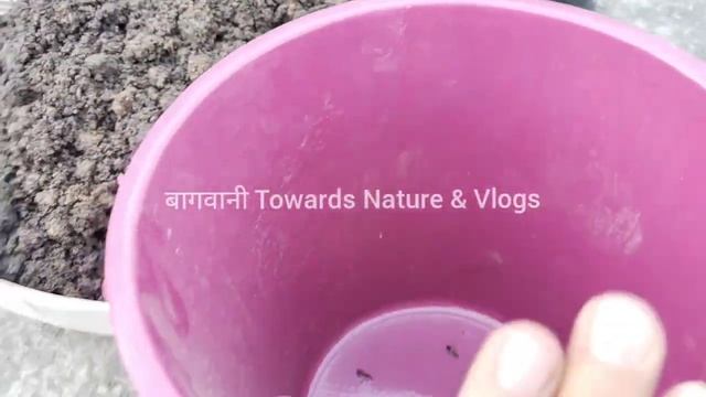 Calathea Lancifolia Plant Grow & Care Tips / Calathea Rattlesnake Plant / Maranta Plant смотреть онлайн