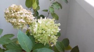 Черенкование гортензий. Черенки  14.10.2022/Cuttings of hydrangeas. Cuttings