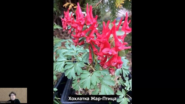 Обзор 4 сортов луковичных хохлаток! смотреть онлайн