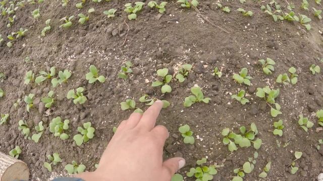 26/21Редис спустя 2 месяца после высадки. Редиска Селеста. смотреть онлайн