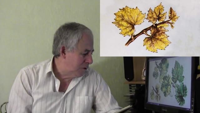 @Хлороз винограда, инфекционный хлороз. Как боротся.