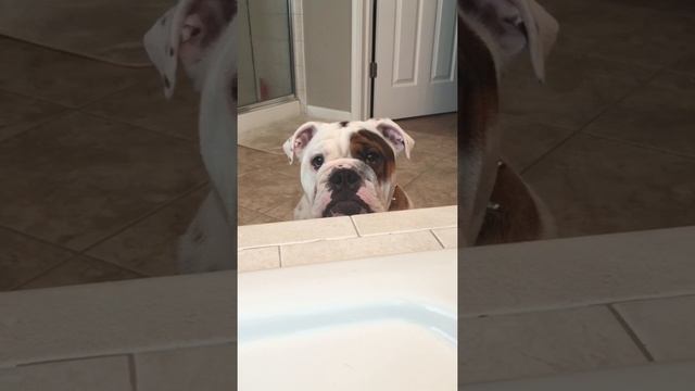 Tank wants to take a bath!