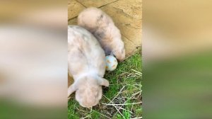 Подборка смешных видео и приколов. 175 Лучшие ПРИКОЛЫ 2023