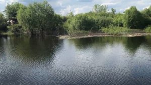 Есть ли смысл убирать камыш?!