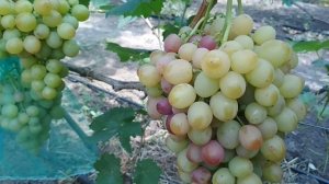 Виноград-Ливия , Лия и Леди Патриция .