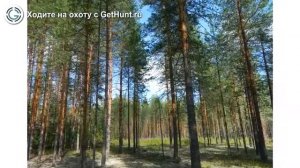 Охота в Ярославской области – Охотничье хозяйство "Давыдовское" охота на лося в Ярославской области