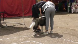 Американская акита, видео с выставки собак в Великом Новгороде 19 июня 2022